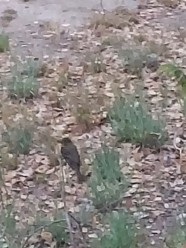 iNaturalist observation photo of Perching Birds