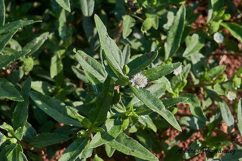 Eclipta prostrata image