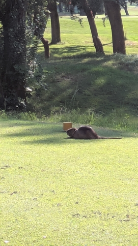 Coypu
