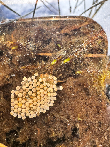 iNaturalist observation photo of Belostomatini