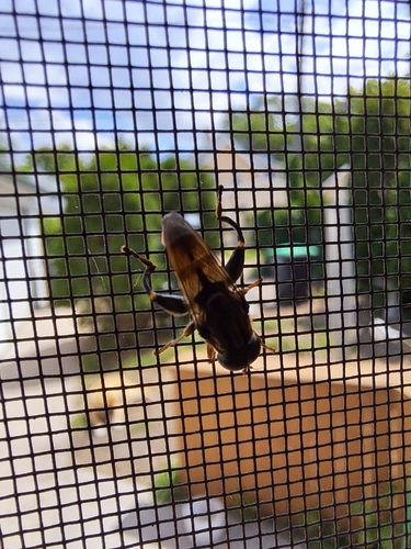 Common Thick-leg Fly