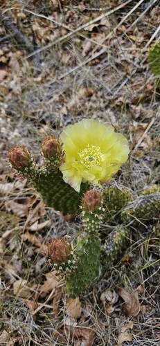 Plains Pricklypear