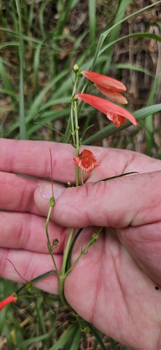 Beardlip Penstemon