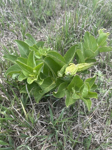green antelopehorns