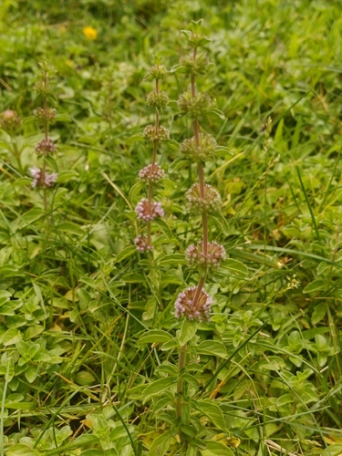 Pennyroyal