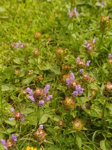 common selfheal