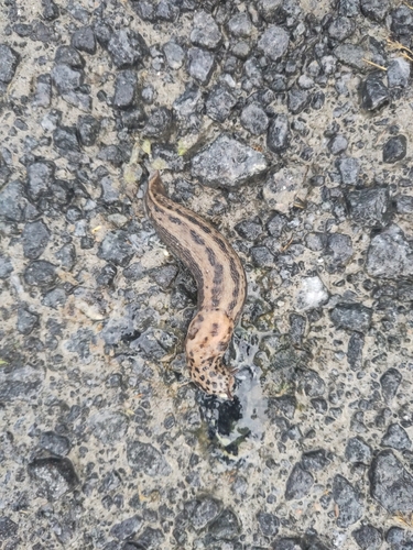 Leopard Slug