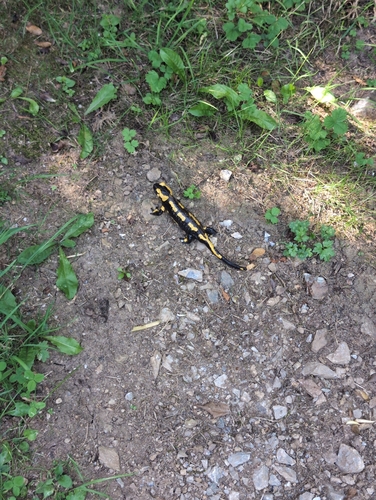 Fire Salamander