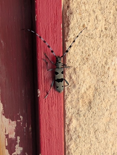Alpine longhorn Rosalia