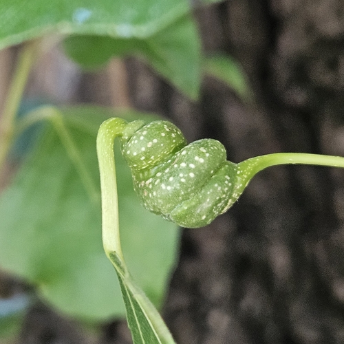 Poplar Spiral Gall Aphid