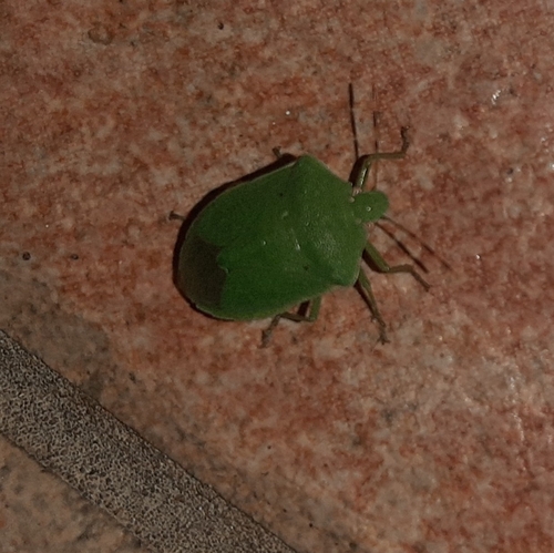 Southern Green Stink Bug