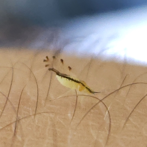 Lime Leaf Aphid
