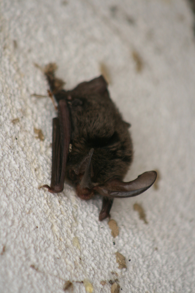 Rafinesque's Big-eared Bat (Mammals of Texas) · iNaturalist Mexico