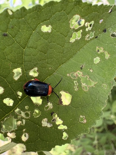 Asphaera abdominalis