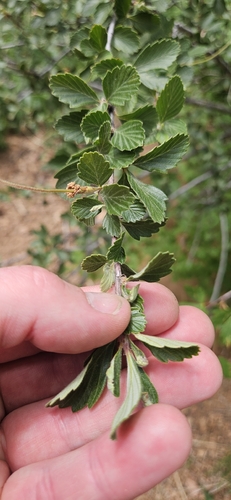 Alderleaf Mountain Mahogany