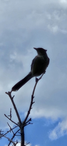 Woodhouse's Scrub-Jay