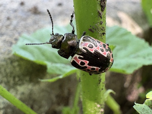 Calligrapha diversa