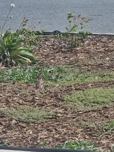 House Sparrow