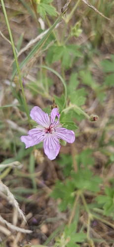 pinewoods geranium