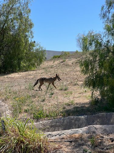 Coyote
