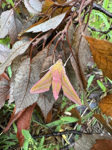 Elephant Hawkmoth