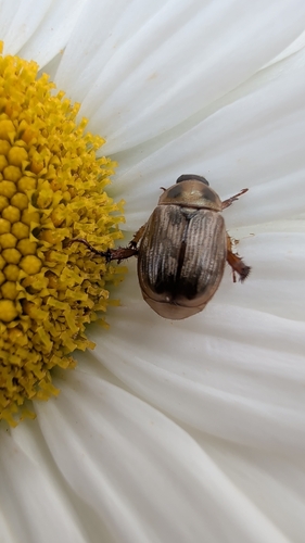 Oriental Beetle