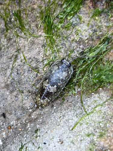 Common Sea Slater