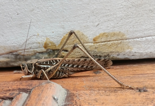 White-faced Bush-cricket