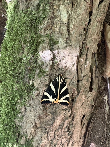 Jersey Tiger
