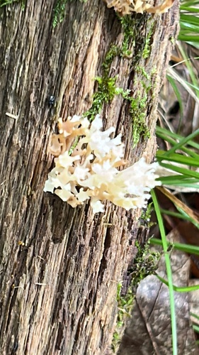 crown-tipped coral fungus