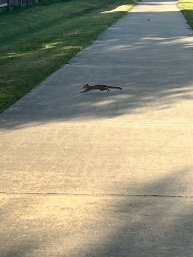 Eastern Gray Squirrel