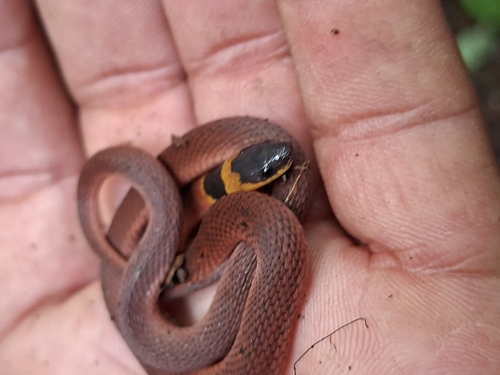 Red Coffee Snake