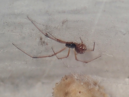 Brown Widow