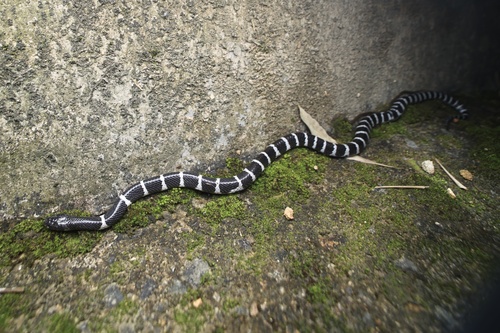 Many-banded Krait