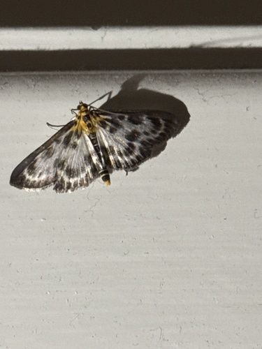Small Magpie