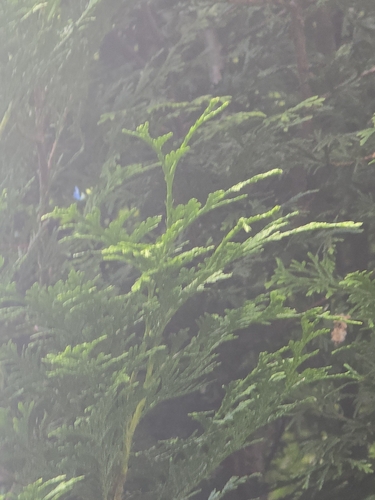western redcedar