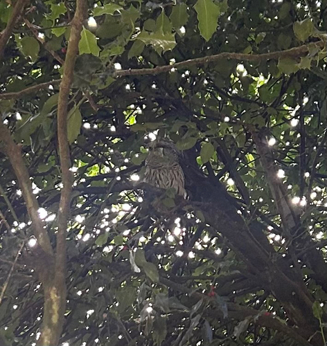Barred Owl