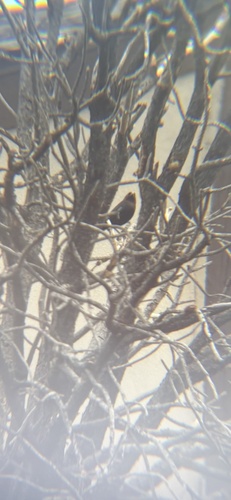 Brown-headed Cowbird