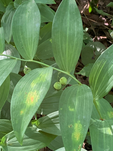 smooth Solomon's seal