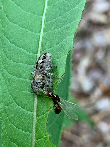 Putnam's Jumping Spider