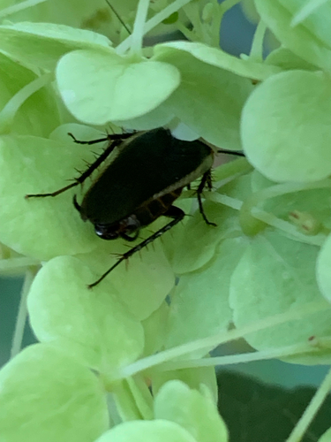 Pale-bordered Field Cockroach