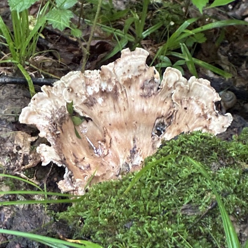 Black-staining Polypore