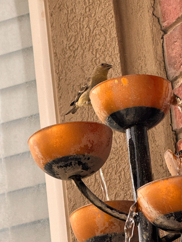 Lesser Goldfinch