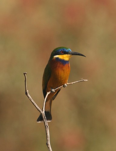 Ethiopian Bee-eater