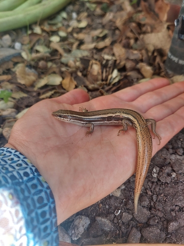 iNaturalist observation photo of Western Skink
