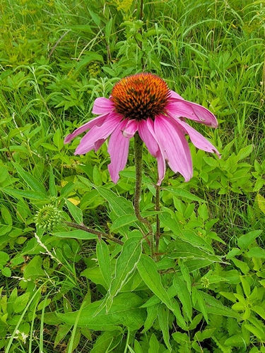 purple coneflower