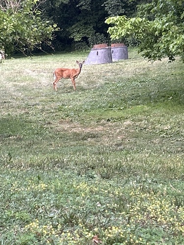 White-tailed Deer