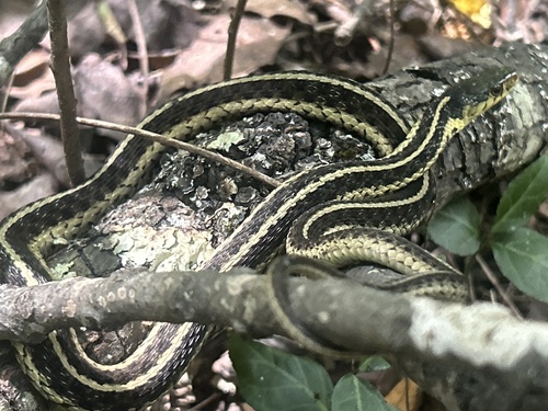 Common Garter Snake