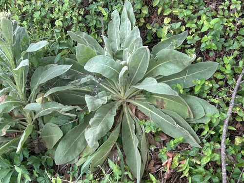 great mullein