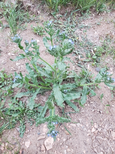 small bugloss